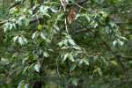 American Beech Tree