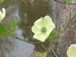 Flowering Dogwood