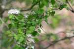 Parsley Hawthorn