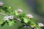 Parsley Hawthorn