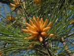 Longleaf Pine