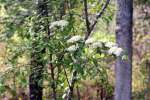 Blackhaw