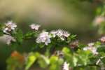 Parsley Hawthorn