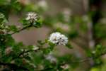 Parsley Hawthorn