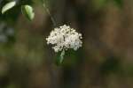 Blackhaw