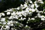 Flowering Dogwood