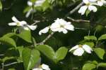 Flowering Dogwood