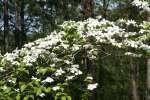 Flowering Dogwood