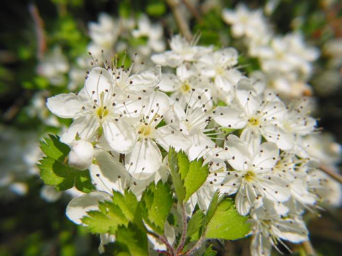 Parsley Hawthorn