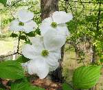 Flowering Dogwood