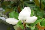 Southern Magnolia