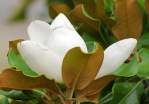 Southern Magnolia