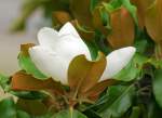 Southern Magnolia