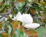 Southern Magnolia