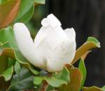 Southern Magnolia