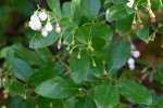 Tree Huckleberry / Winter Huckleberry