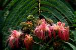 Mimosa / Silk Tree