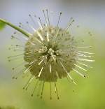 Buttonbush