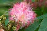 Mimosa / Silk Tree