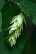 Eastern Hophornbeam