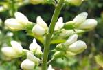 Cream Wild Indigo