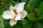 Southern Magnolia