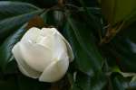 Southern Magnolia