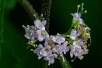 American Beauty Berry