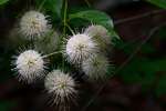 Buttonbush