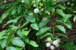 Buttonbush