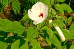 Swamp Rose Mallow