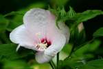 Swamp Rose Mallow