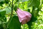 Swamp Rose Mallow