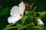 Swamp Rose Mallow