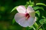 Swamp Rose Mallow