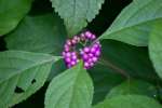 American Beauty Berry