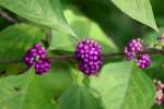 American Beauty Berry