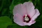 Swamp Rose Mallow