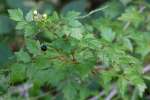 Parsley Hawthorn