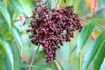 Sumac