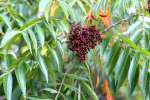 Sumac