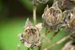 Swamp Rose Mallow