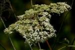 Elderberry