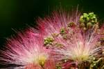 Mimosa / Silk Tree