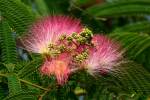 Mimosa / Silk Tree