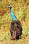 Indian Peafowl