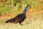 Indian Peafowl