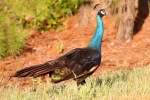 Indian Peafowl