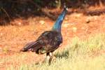 Indian Peafowl