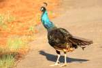 Indian Peafowl